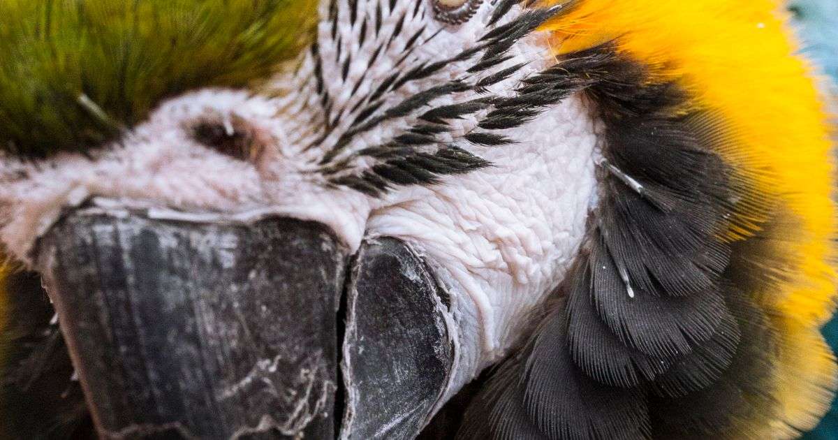 Blue and yellow macaw parrot close-up, representing exotic pet insurance
